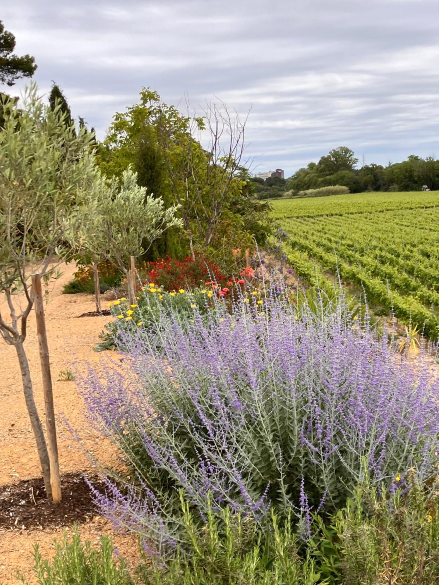 Domaine De L'Herbe Sainte Mirepeisset Εξωτερικό φωτογραφία