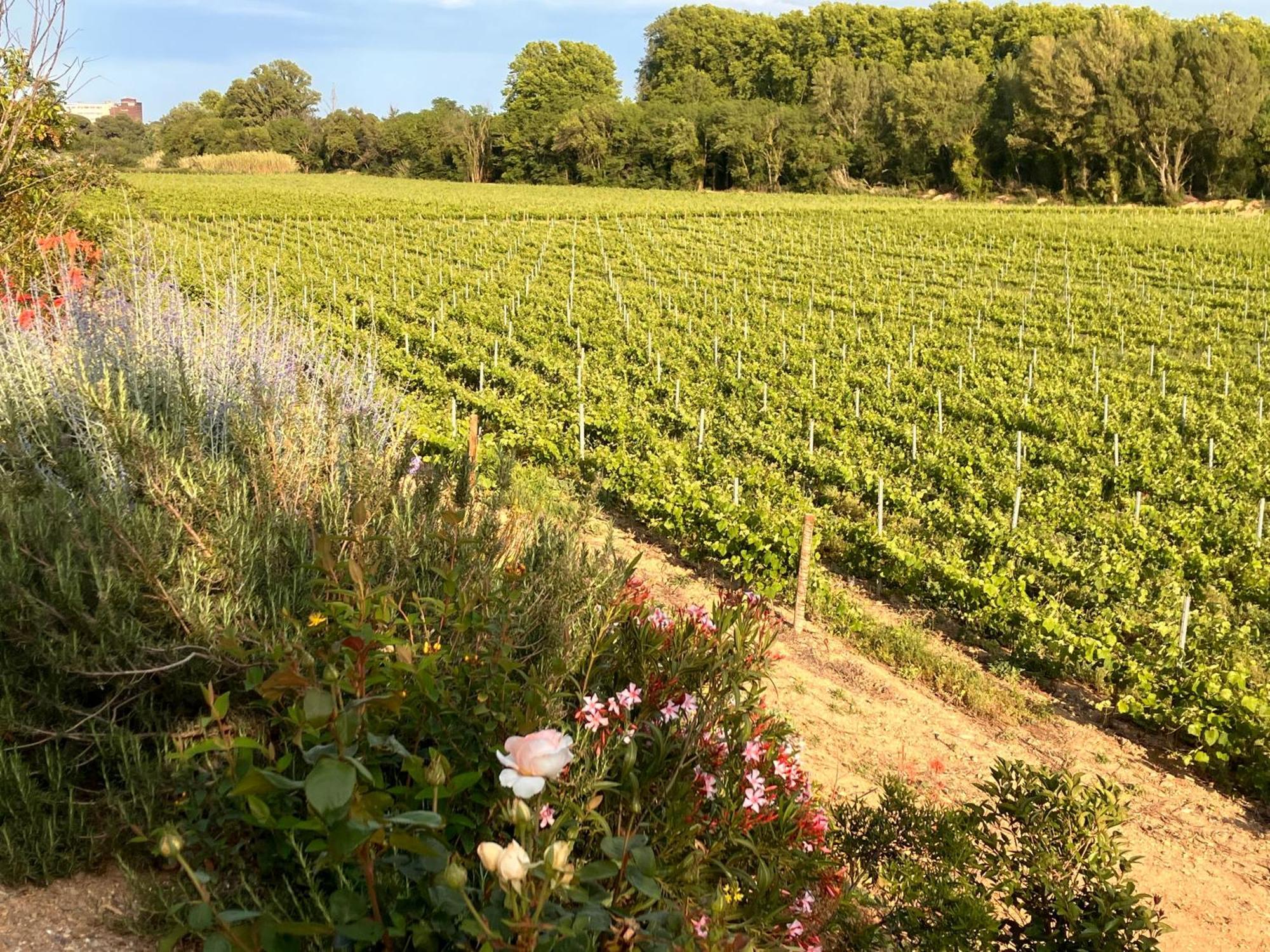Domaine De L'Herbe Sainte Mirepeisset Εξωτερικό φωτογραφία